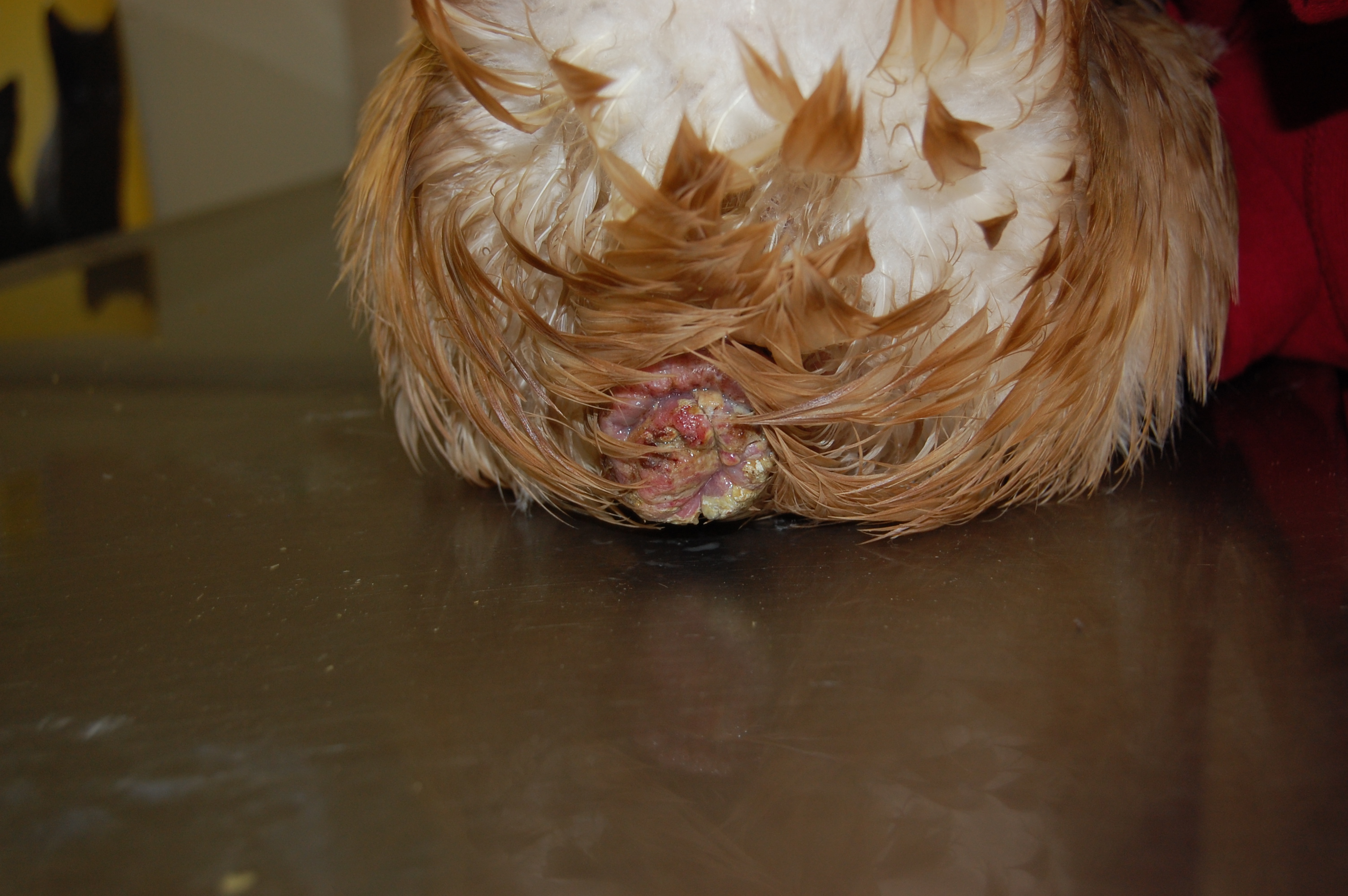 Pumpkins prolapsed vent