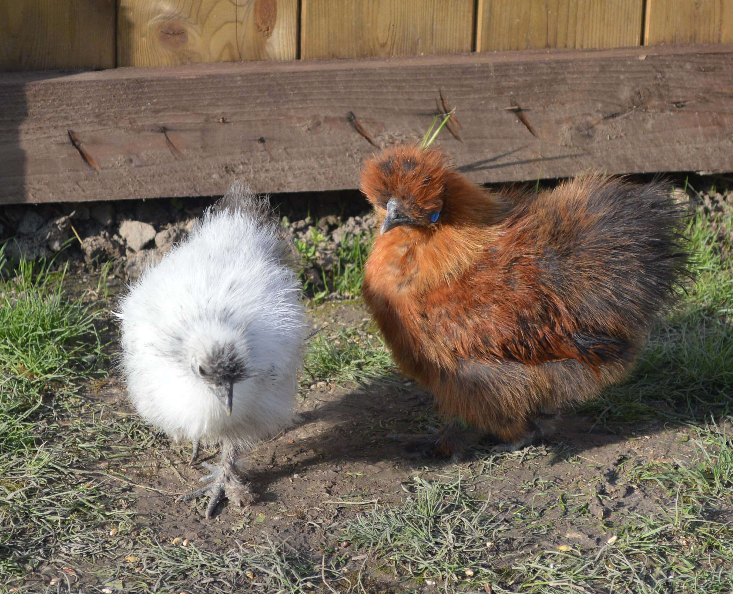 Punk and Fluff