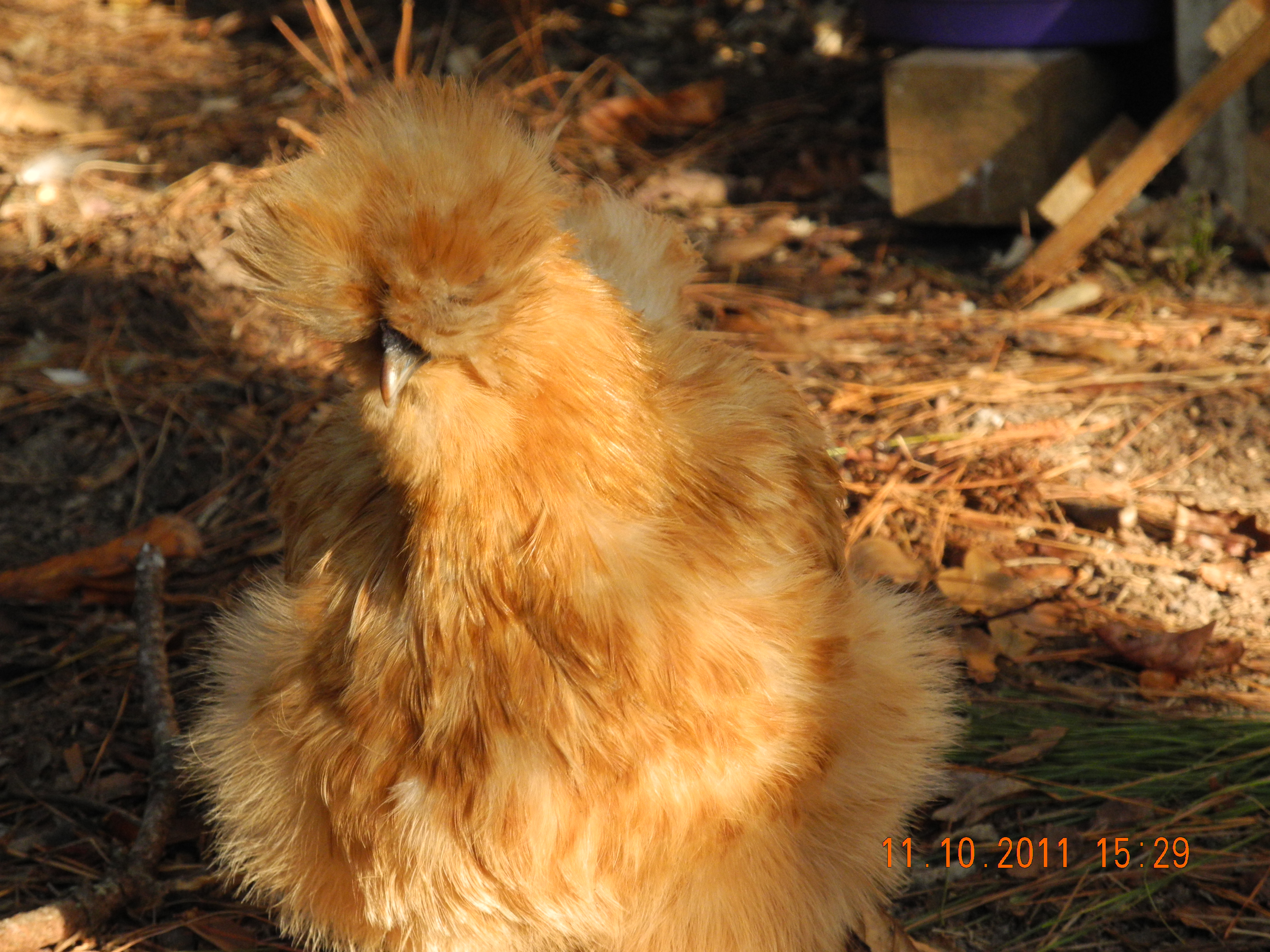 Punkin Head molting but still very cute!