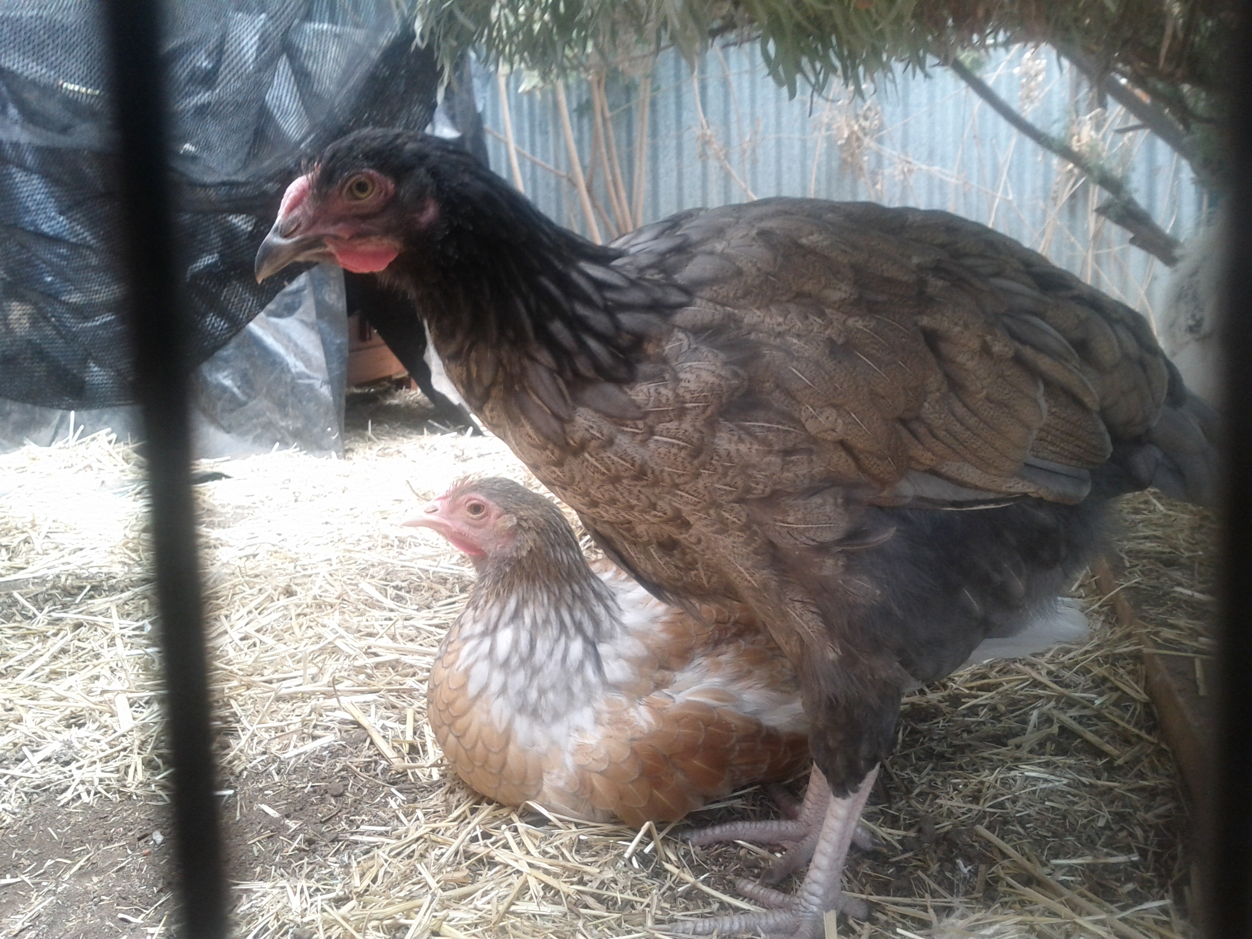 Punky and Monet. My Wyandotte/Marans-Xs. I think Punky looks more like a Marans than a Wyandotte. They both have the Rose Comb. It took Punky a little longer to get used to me handling her. Some mornings, after getting her fill of cheese treats, Punky will behave as if she doesn't like being stroked. Yet, only a few moments before, she had no problems whatsoever! It comes across to me like a game. This photo doesn't do her justice for her colouring. Her body feathers look like some sort of woodwork with the thin, dark veins travelling throughout.