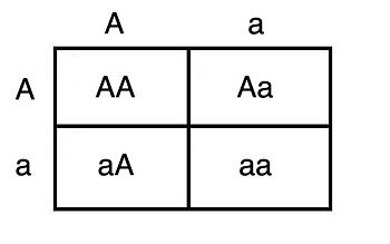 Punnett Square