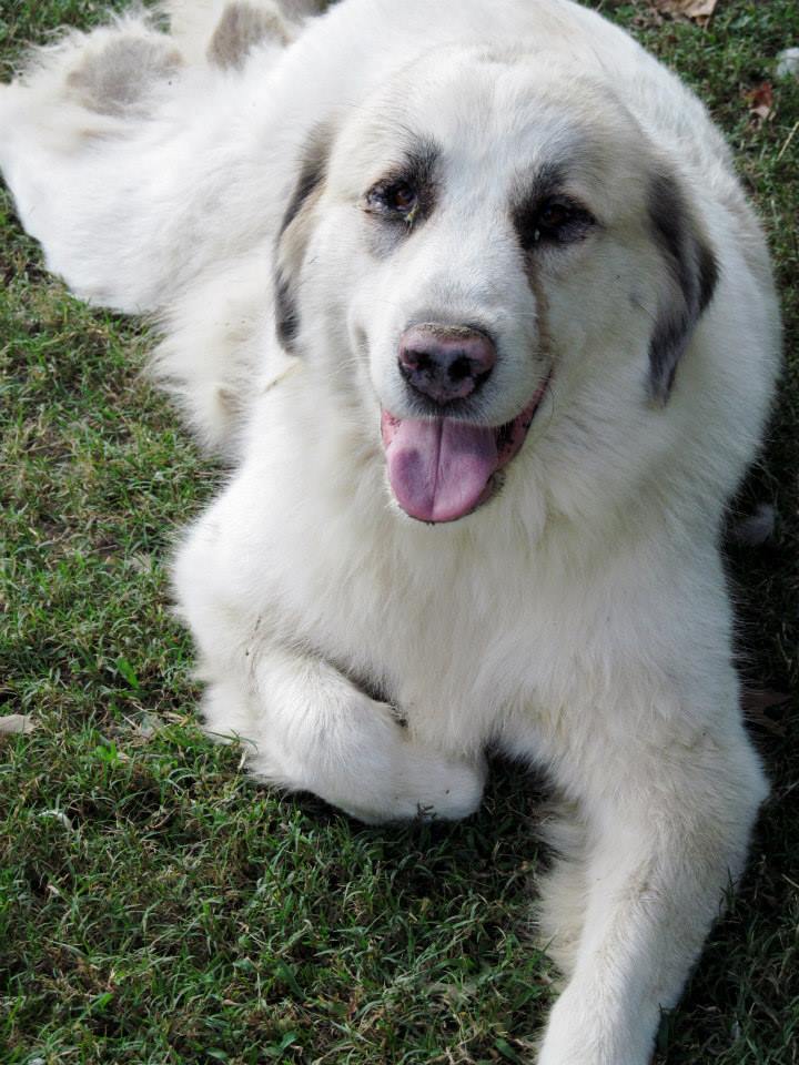 *
Pup