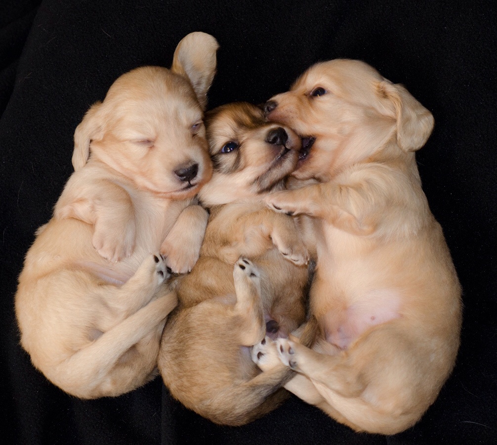 Puppies!