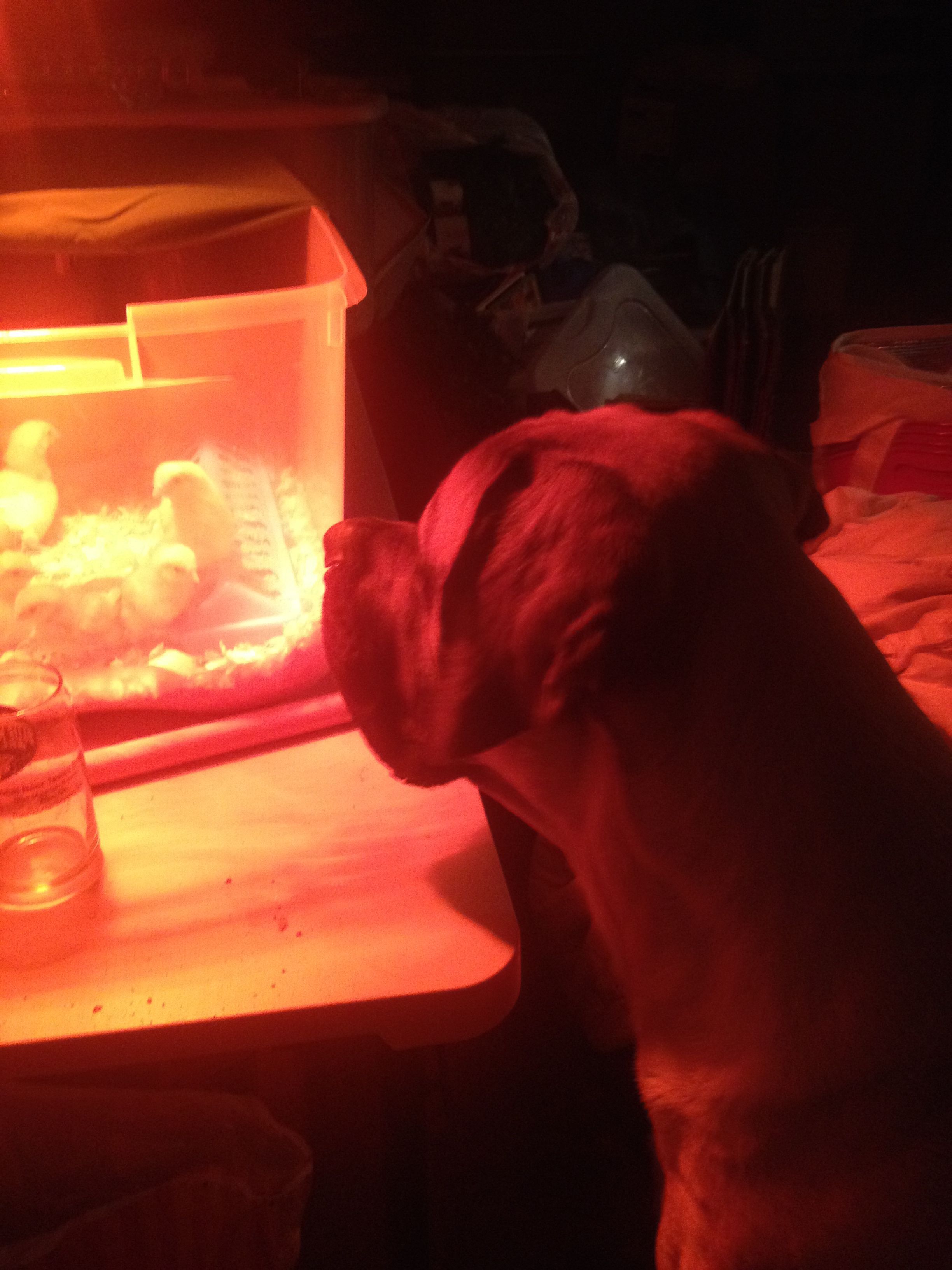 Puppy is checking out the new chicks