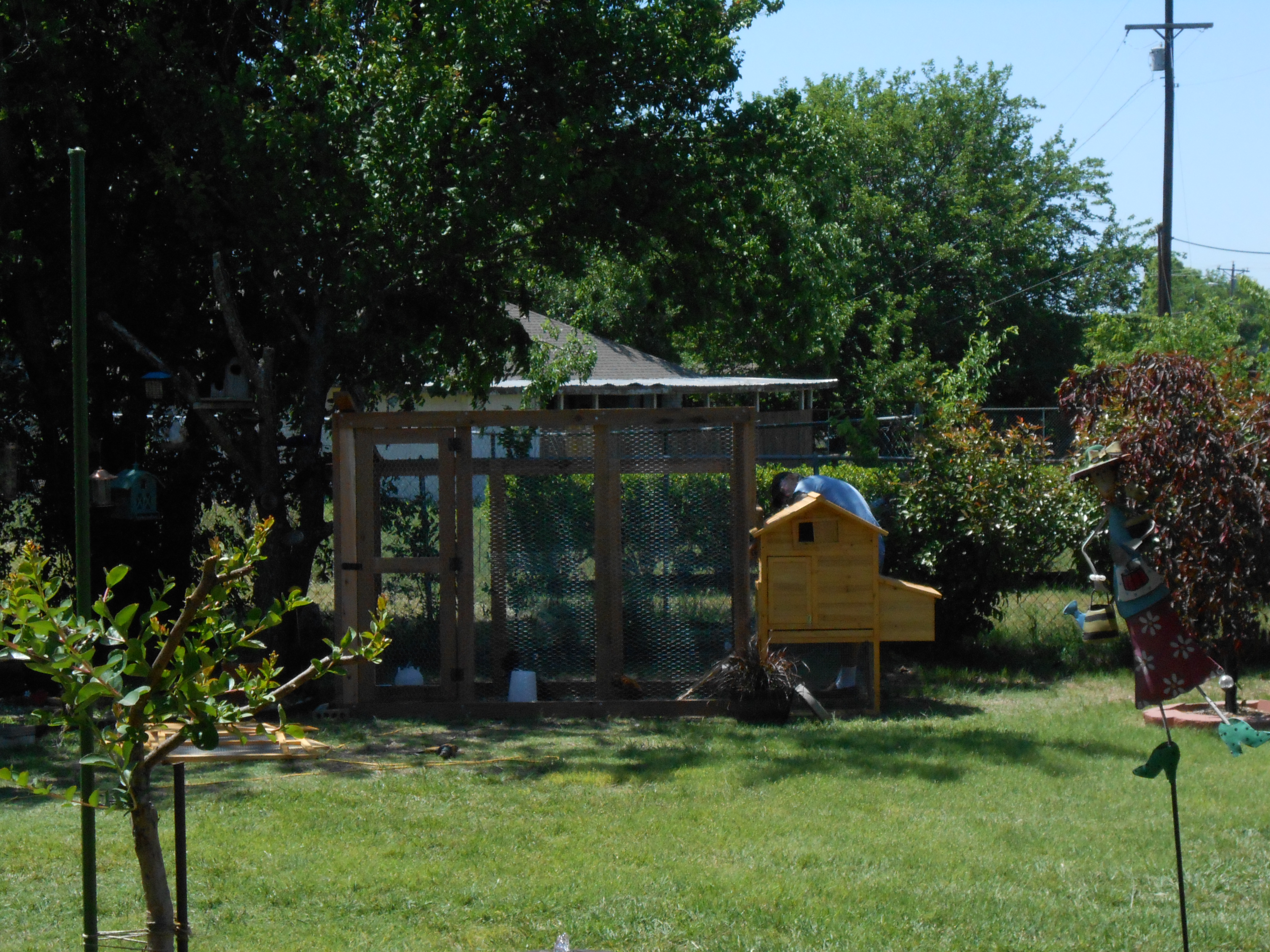 Purchase a Chicken Coop and Run was to small.  Started new one this weekend.  Hopefully will finish this evening.  Part of roof is on now.  Then to foo-foo.