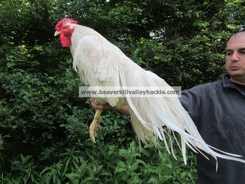 Pure White Genetic hackle bird, Exceptional Saddles and Cape