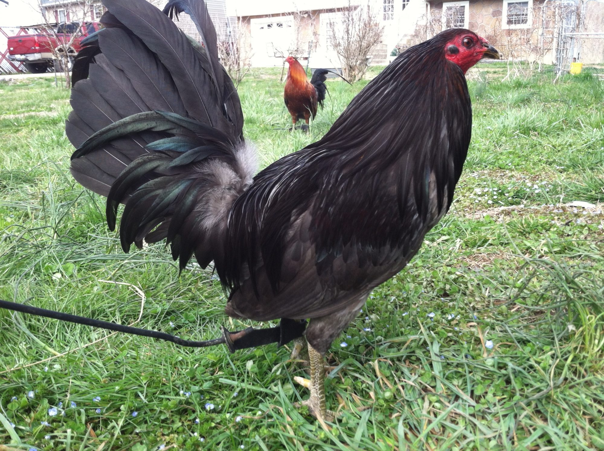 Pure Wild Cat Blue cock at 2 yr old.I have a few of these blues and they come all colors but we are trying to get them to come more uniform in color so we started breeding the black to black and now we have 2 different sides the blacks and pyle they are the same bloodline just 2 sides.