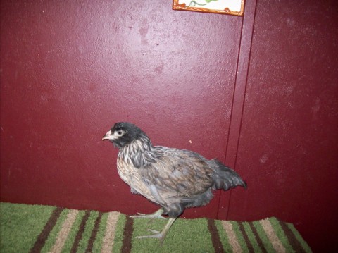 Purebred Amerecauna, 7+ wks old. I'm thinking it's a cockerel b/c of comb getting red and slightly raised compared to the other one.