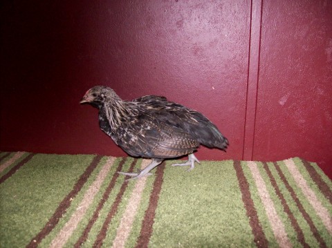 Purebred Amerecauna, 7+ wks old. I'm thinking pullet b/c of little to no comb development and it's pale in color compared to the other hatchling that's slightly raised and pink-ish red.