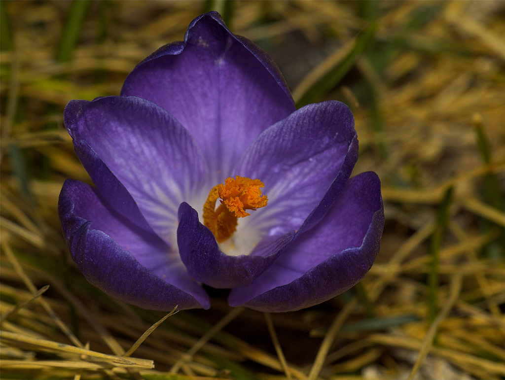Purple Crocus