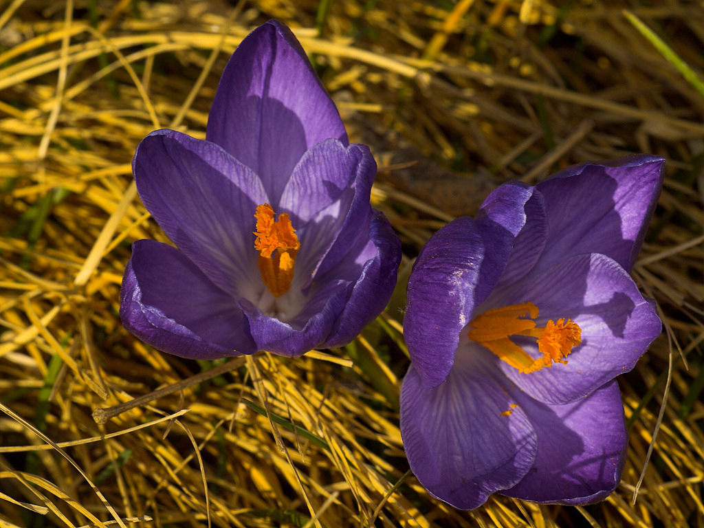 Purple Crocus