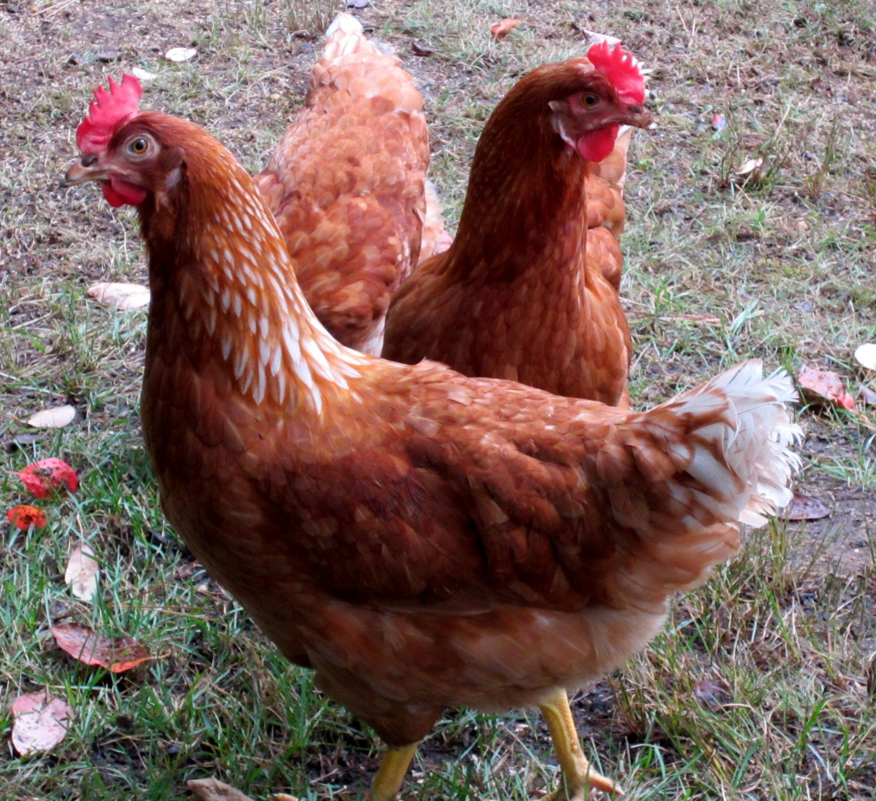 Push Me - Pull Me chickens - my three girls