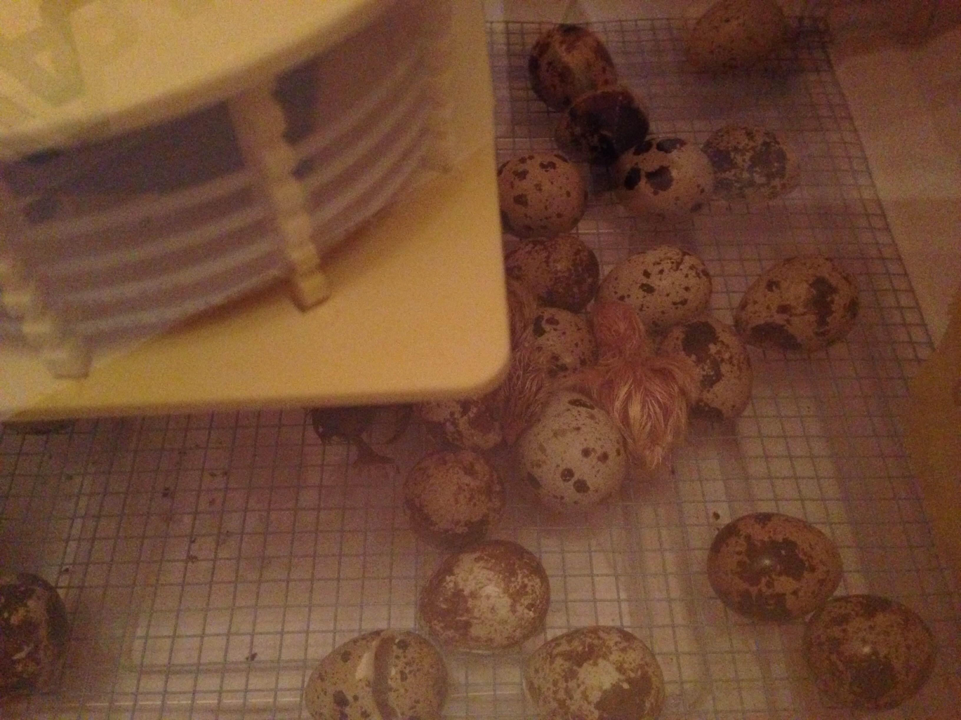 Put in 57 Coturnix Quail eggs in the incubator 17 days ago