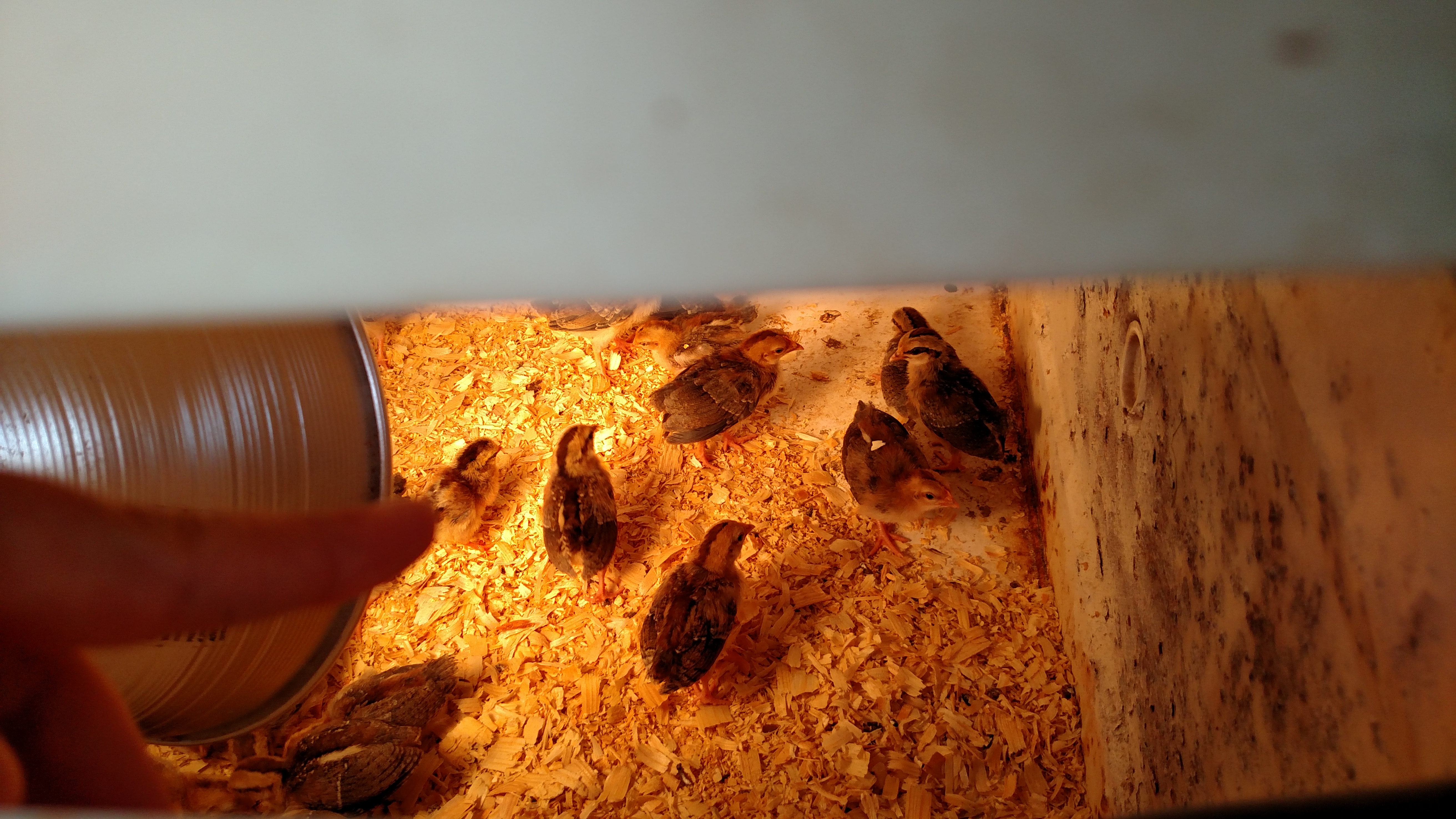 Put new hatchling in with 2 week old Ideal chicks this afternoon.  Watched them for a couple hours.  Nobody picking on newbie...  Newbie was eating and drinking water today b4 I put in with 30 pack.  (Finger on left of photo pointing to newbie.)