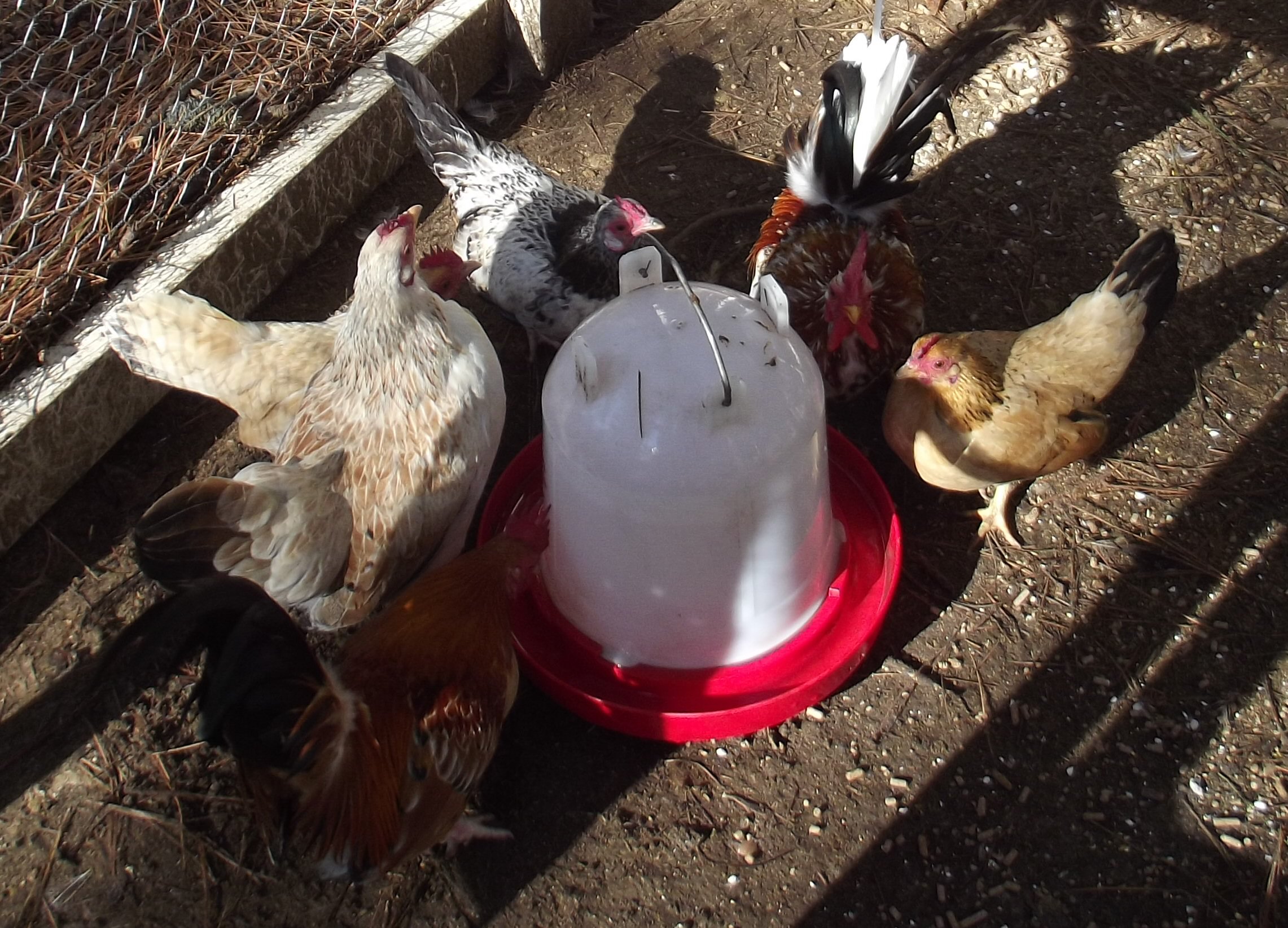 Put out a clean waterer and they will all come get a drink.
