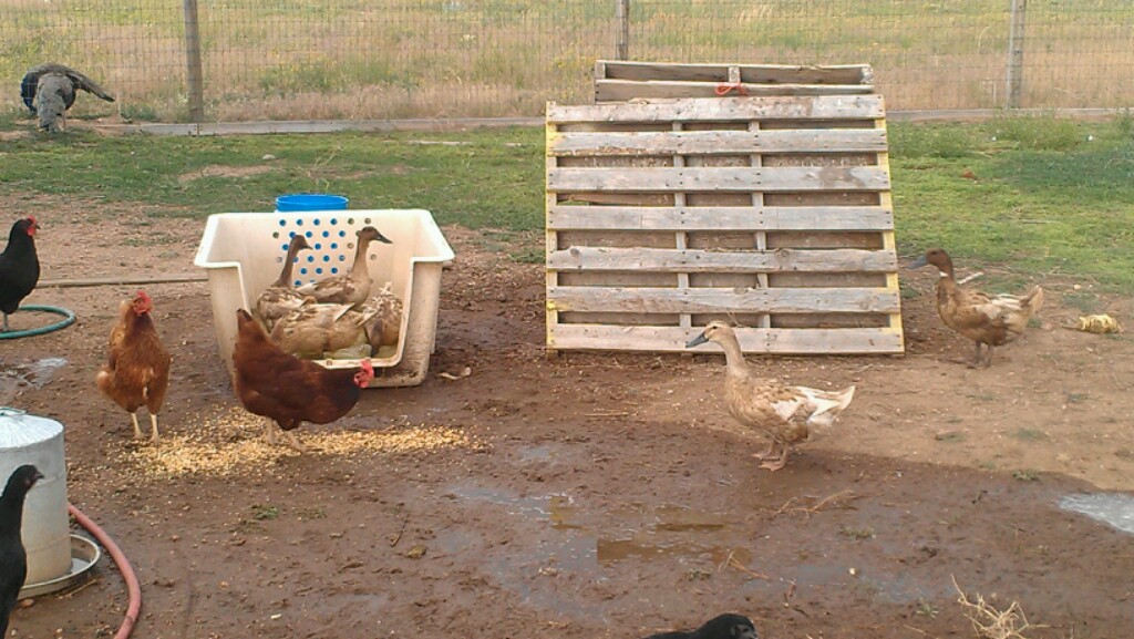 Put some fish in the ducks water. They went nuts for it!
