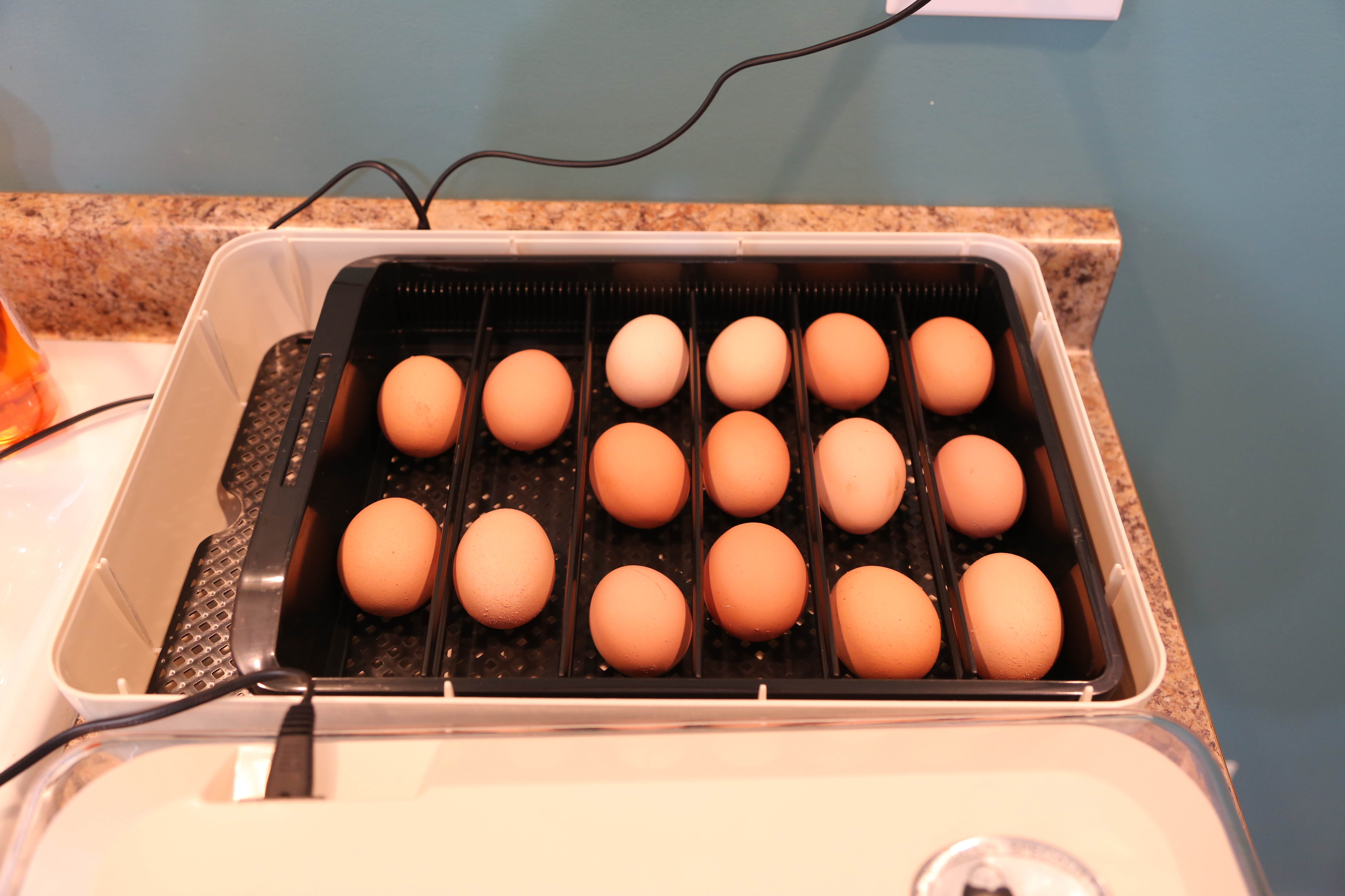 Put the eggs in the Janoel 24 incubator and trying my first go at hatching chicks.