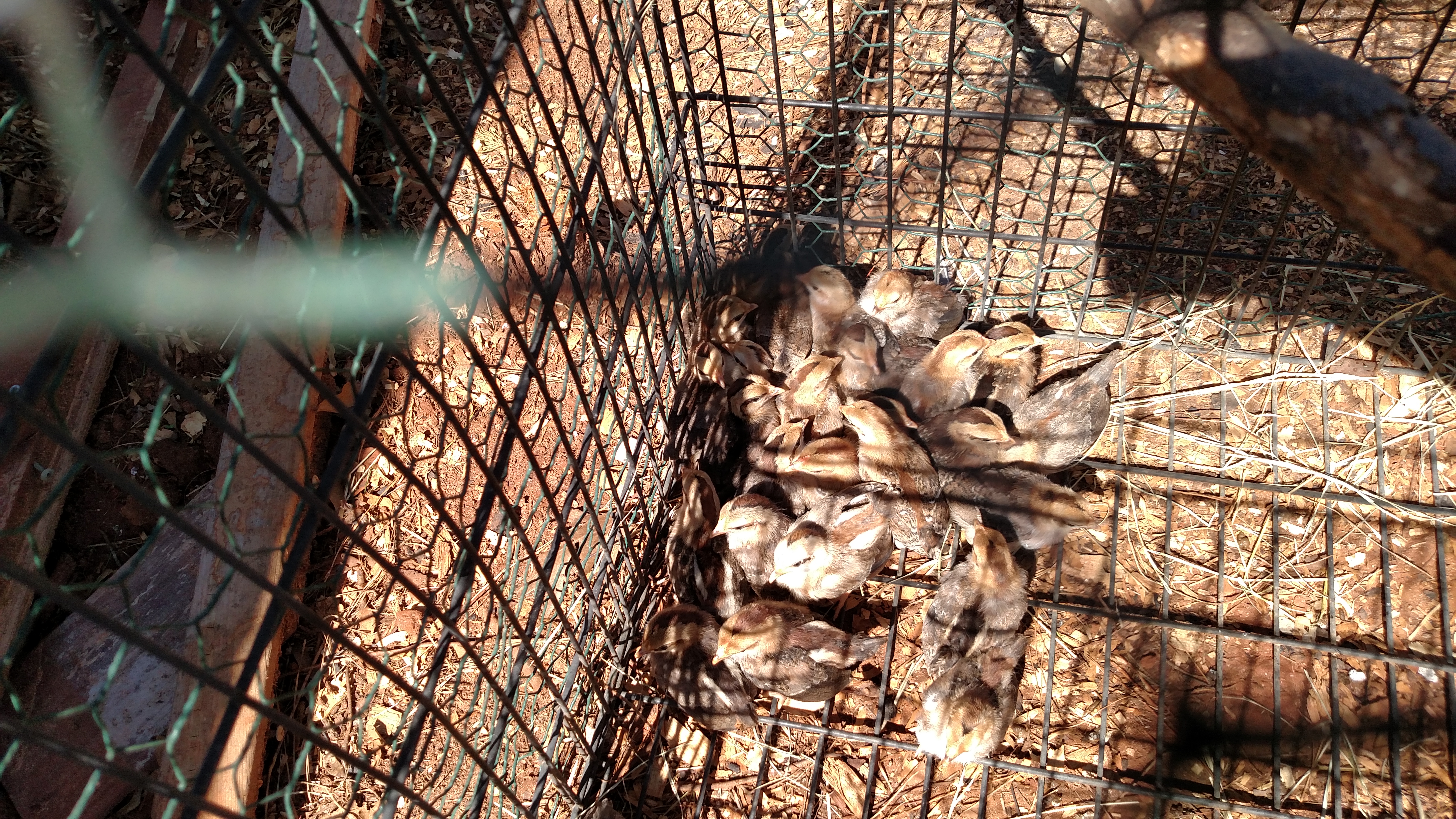 Put the Ideal 30 pack outside on ground couple days ago.  They very much enjoyed it.  Can't wait to get them in the hen house and new enclosed pen.