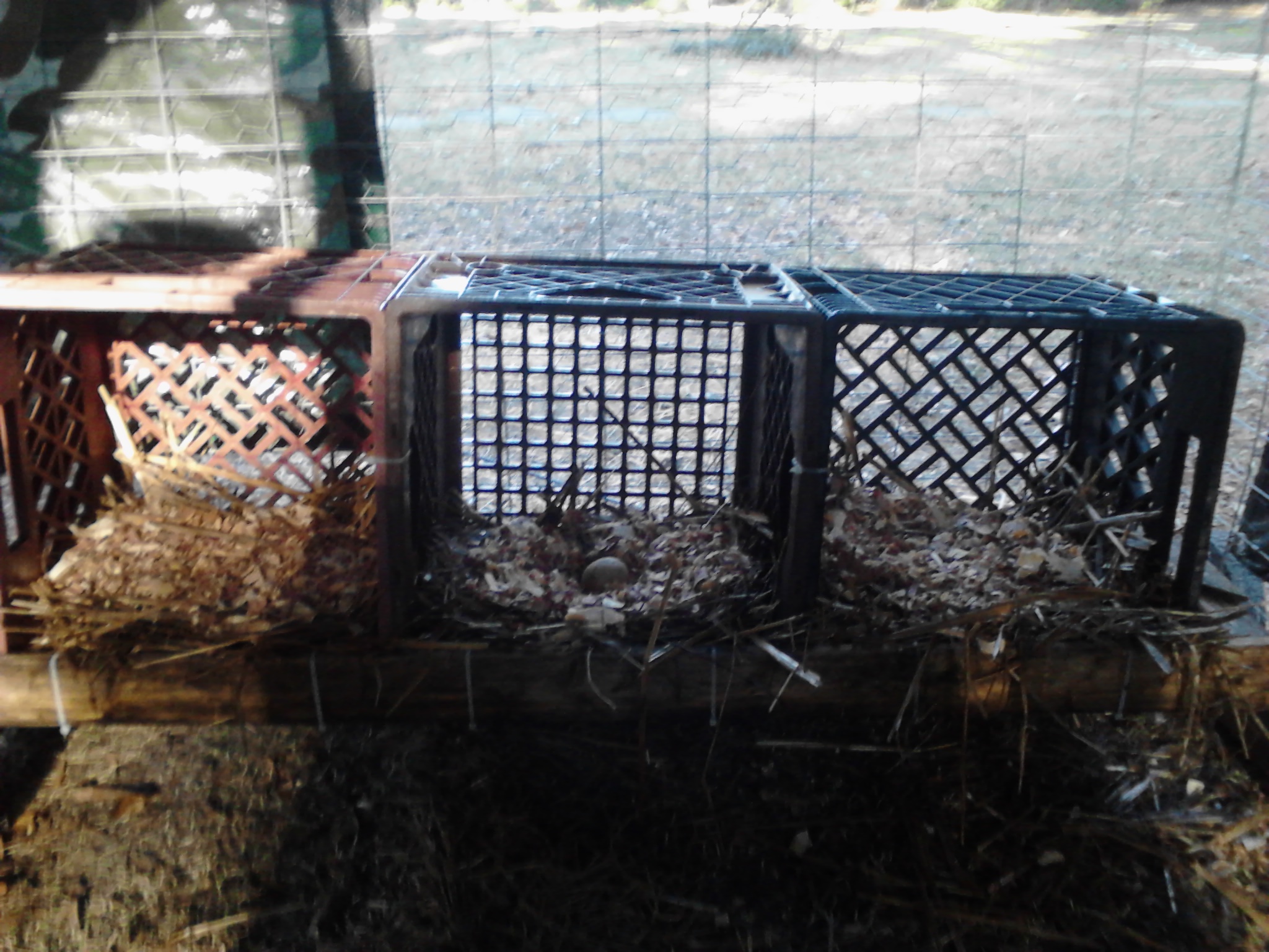 put together some nest boxes today using 3 old milk crates, a 1"x4" and a dozen zip ties, and it only took ten minutes. Five minutes to put it together and another five to hose the dirt off the crates because they were on the ground behind the shed.