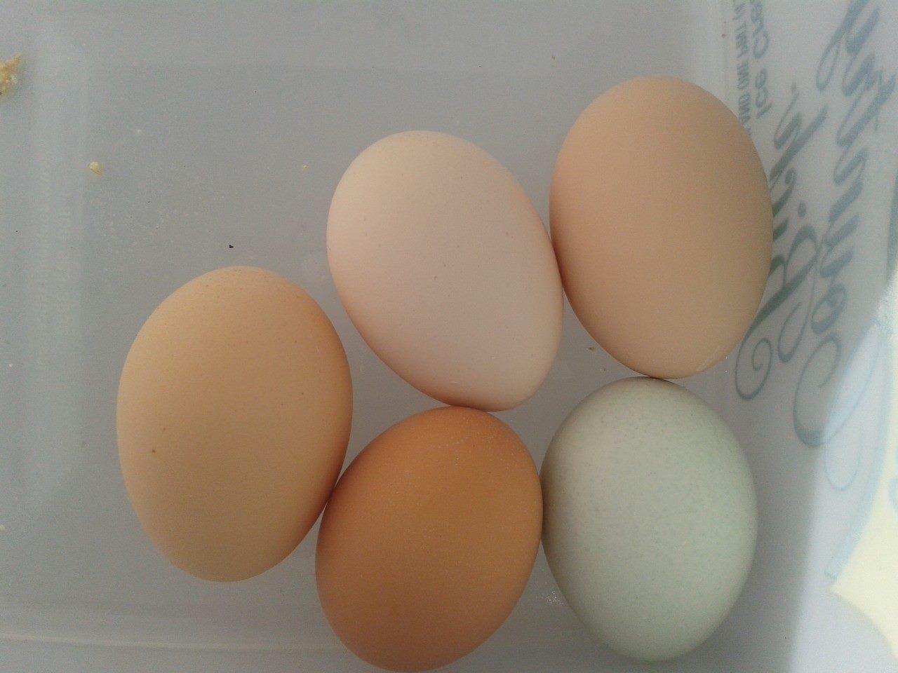 Puts a smile on my face everytime I gather eggs to find such a beautiful range of colors.