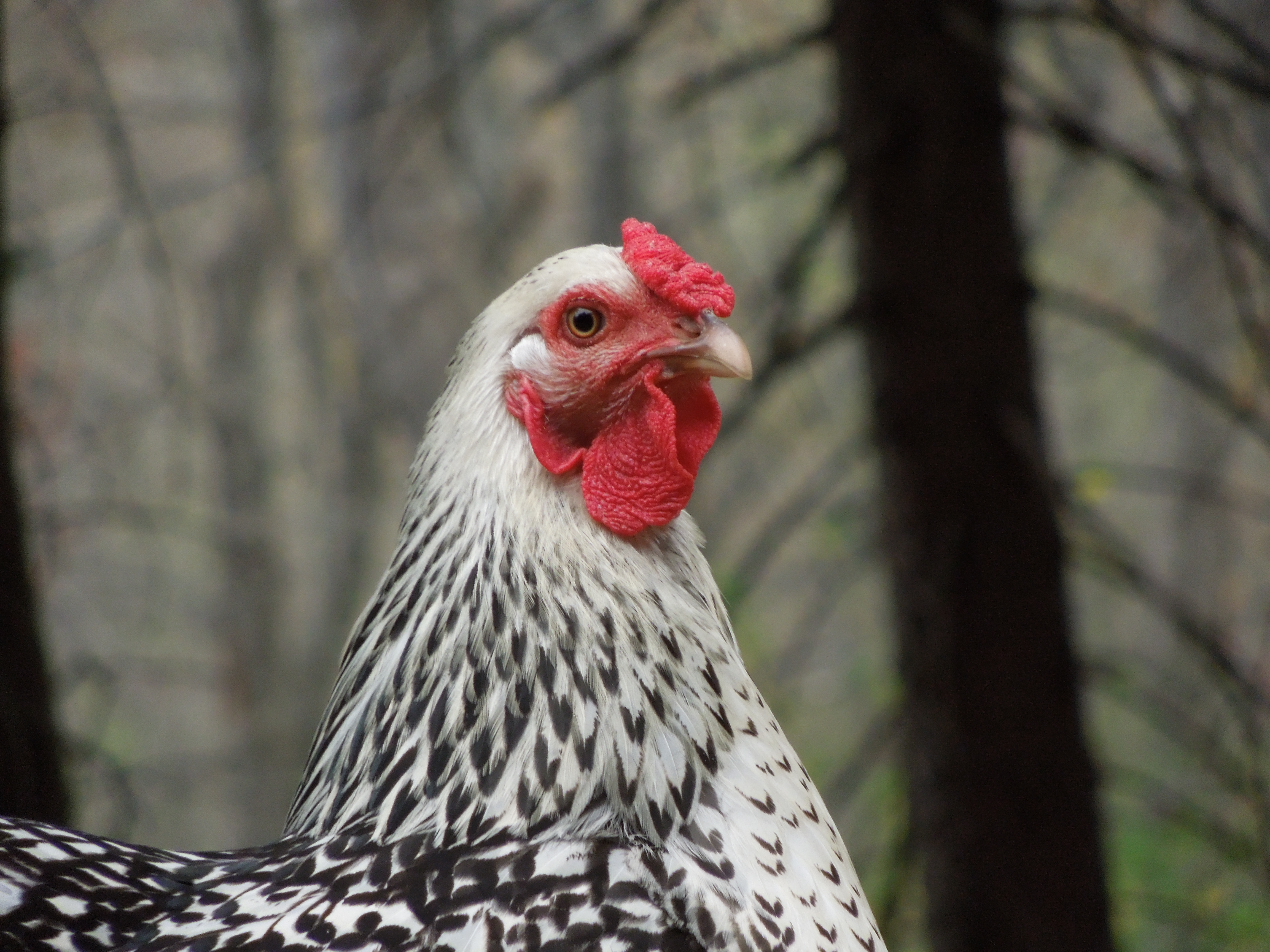 Puzzle the silver laced wyandotte.