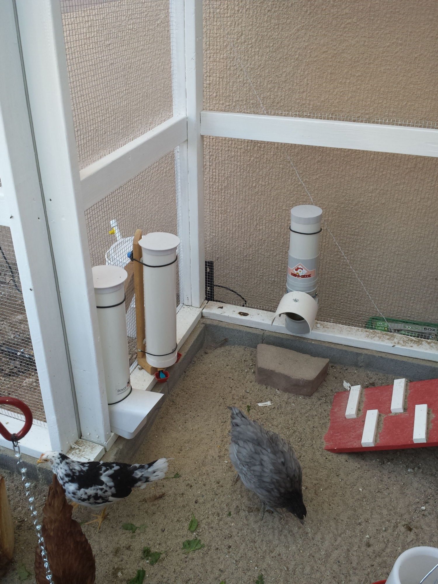 PVC Pipe feeders and waterer
