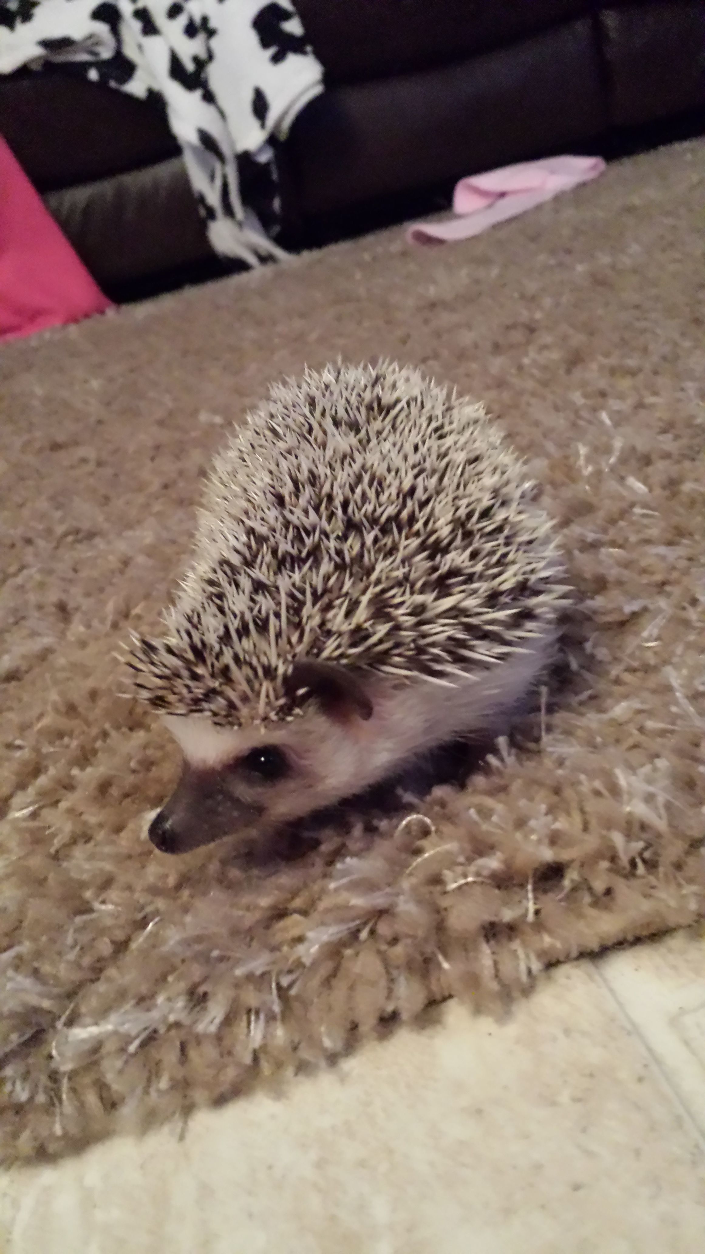Pygmy hedgehog