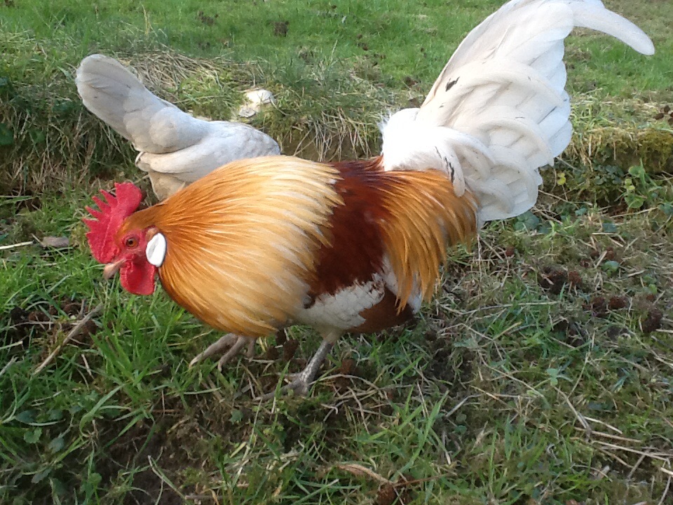 Pyle rooster and pearl grey hen is the background.