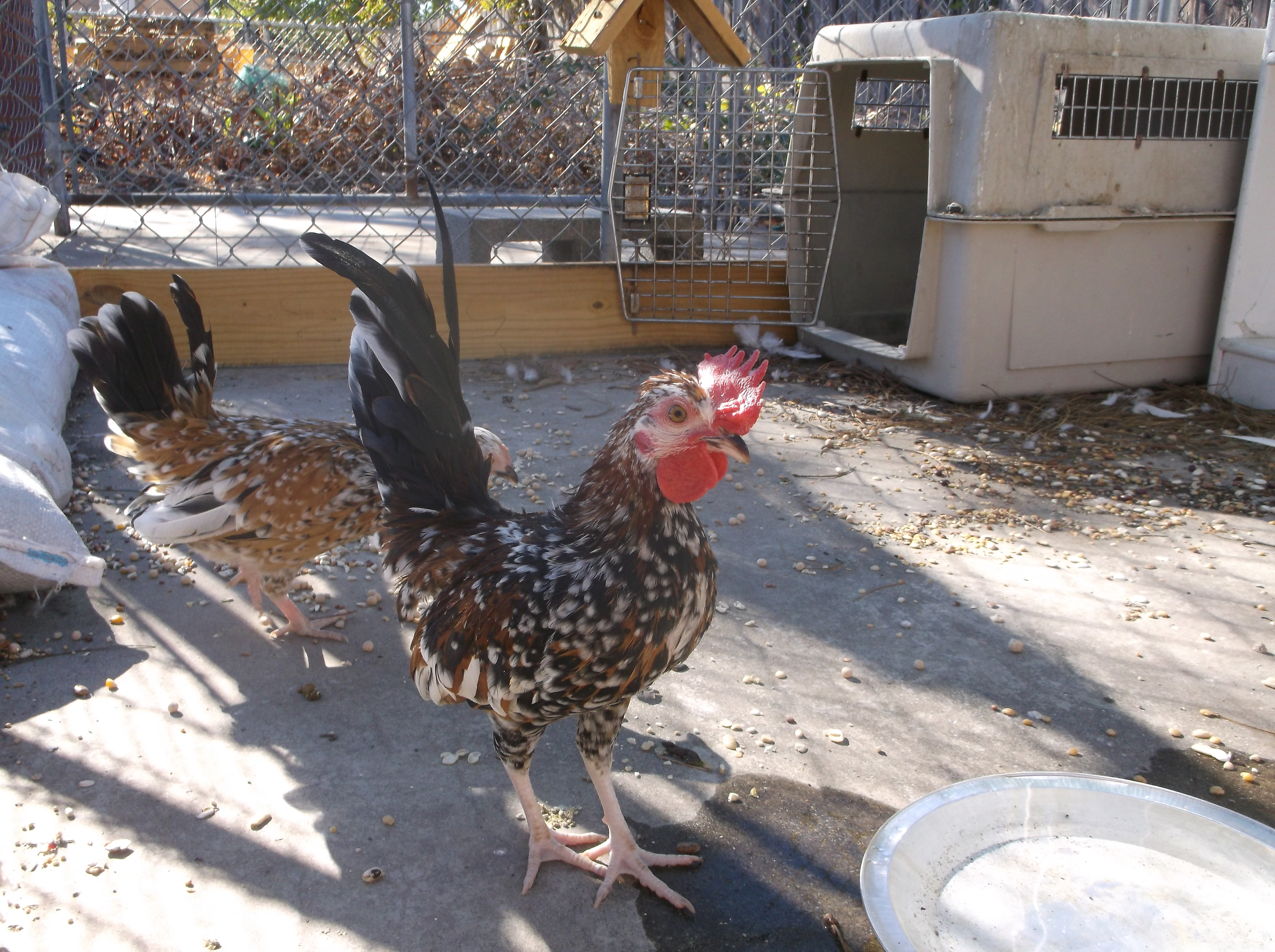 Pyncheon cockerel. Improperly color legs