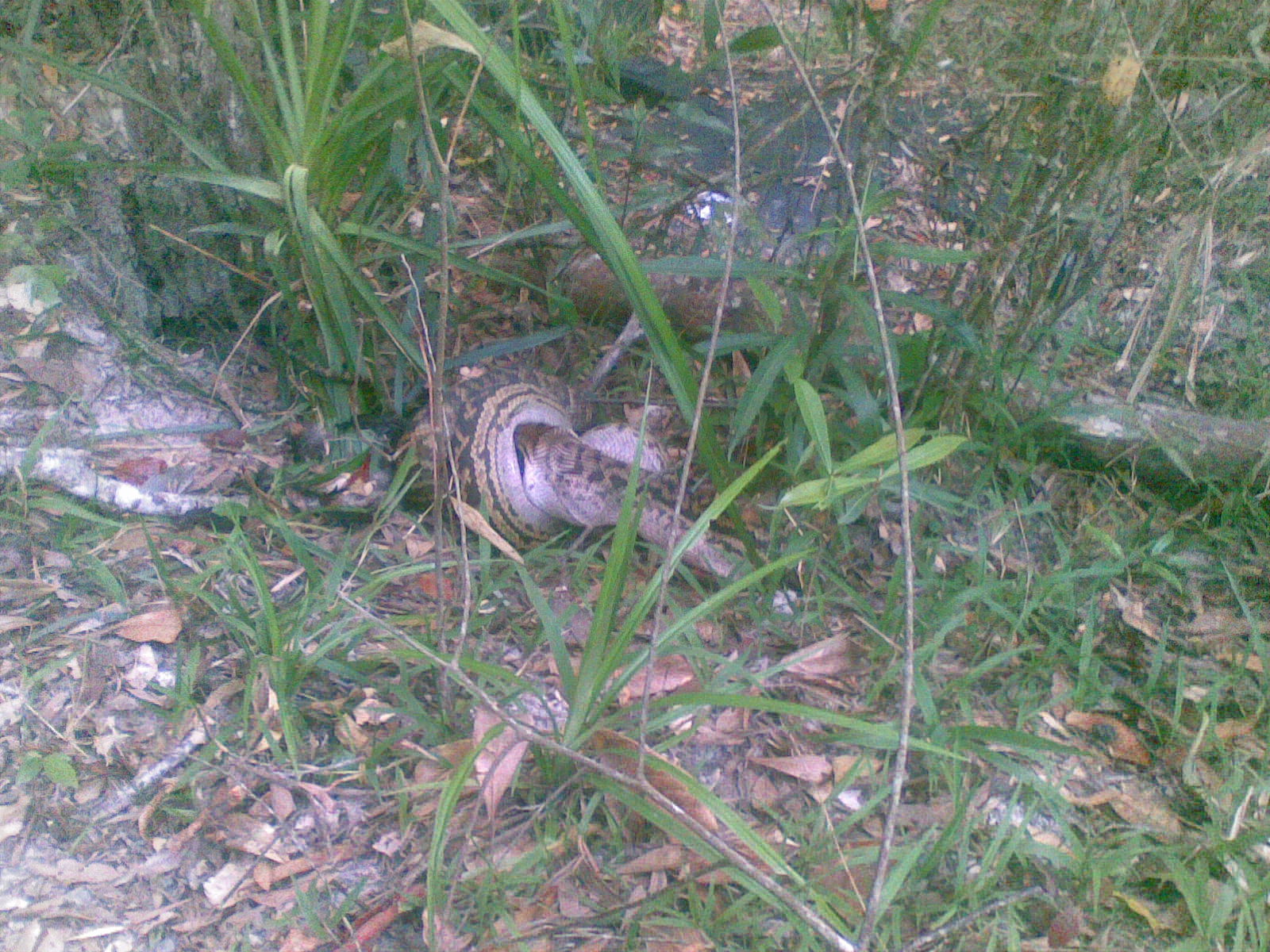 python eating brush turkey