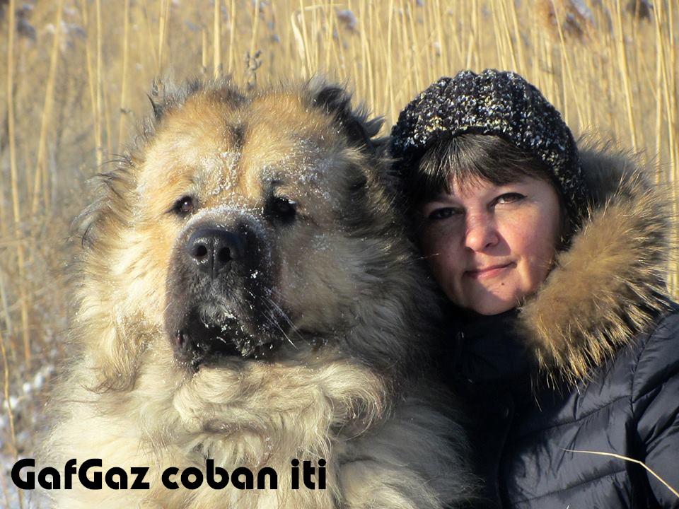 Qafqaz çoban iti
Azərbaycan çoban iti
Azerbaijani Shepherd Dog