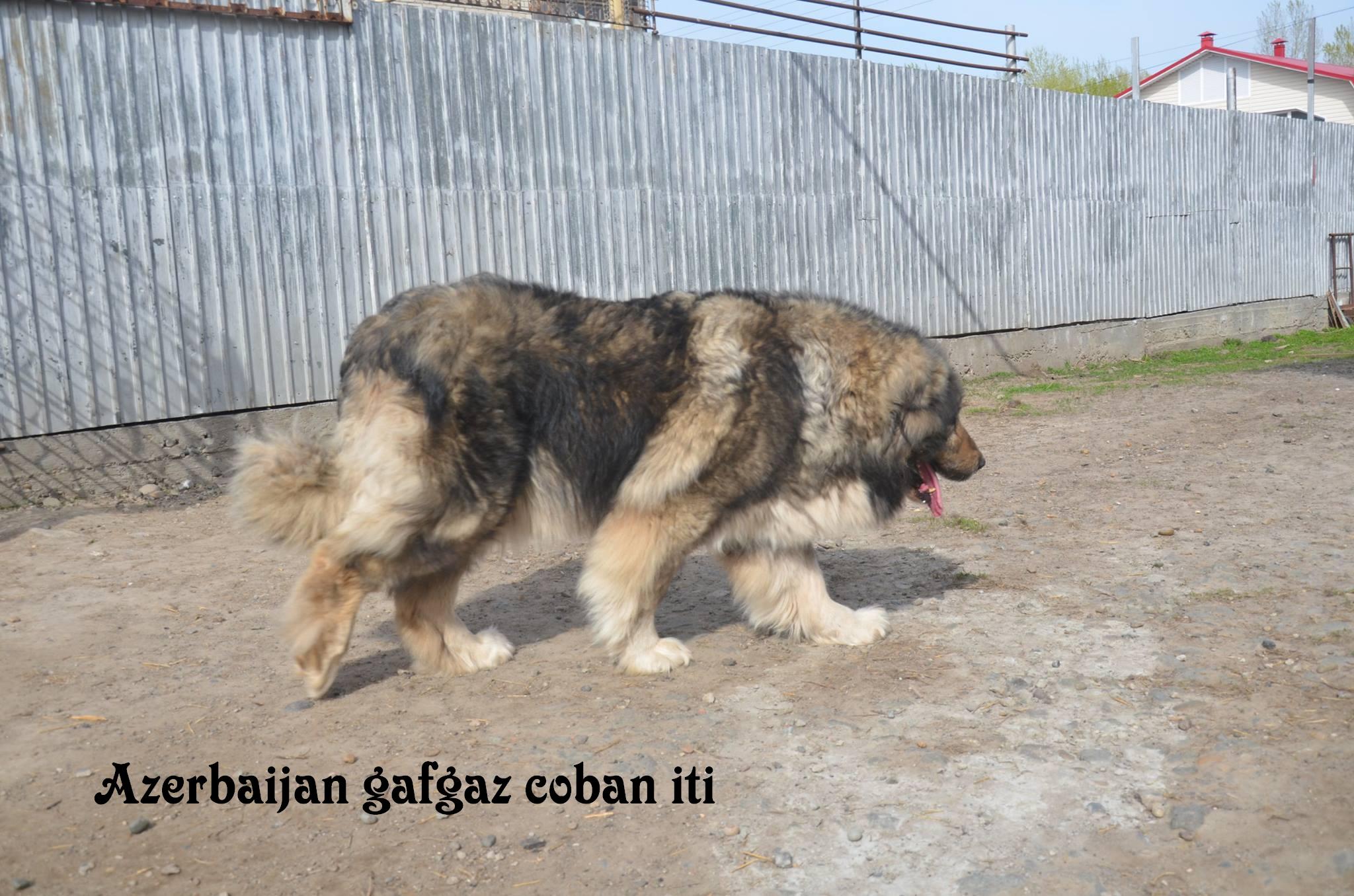 Qafqaz çoban iti
Azərbaycan çoban iti
Azerbaijani Shepherd Dog
