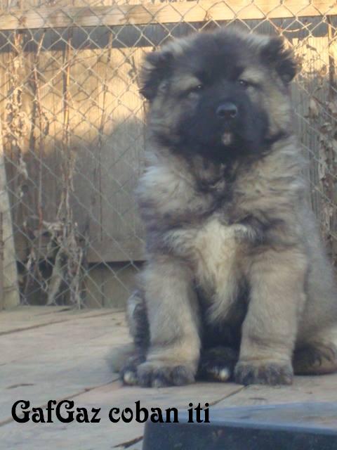 Qafqaz çoban iti
Azərbaycan çoban iti
Azerbaijani Shepherd Dog