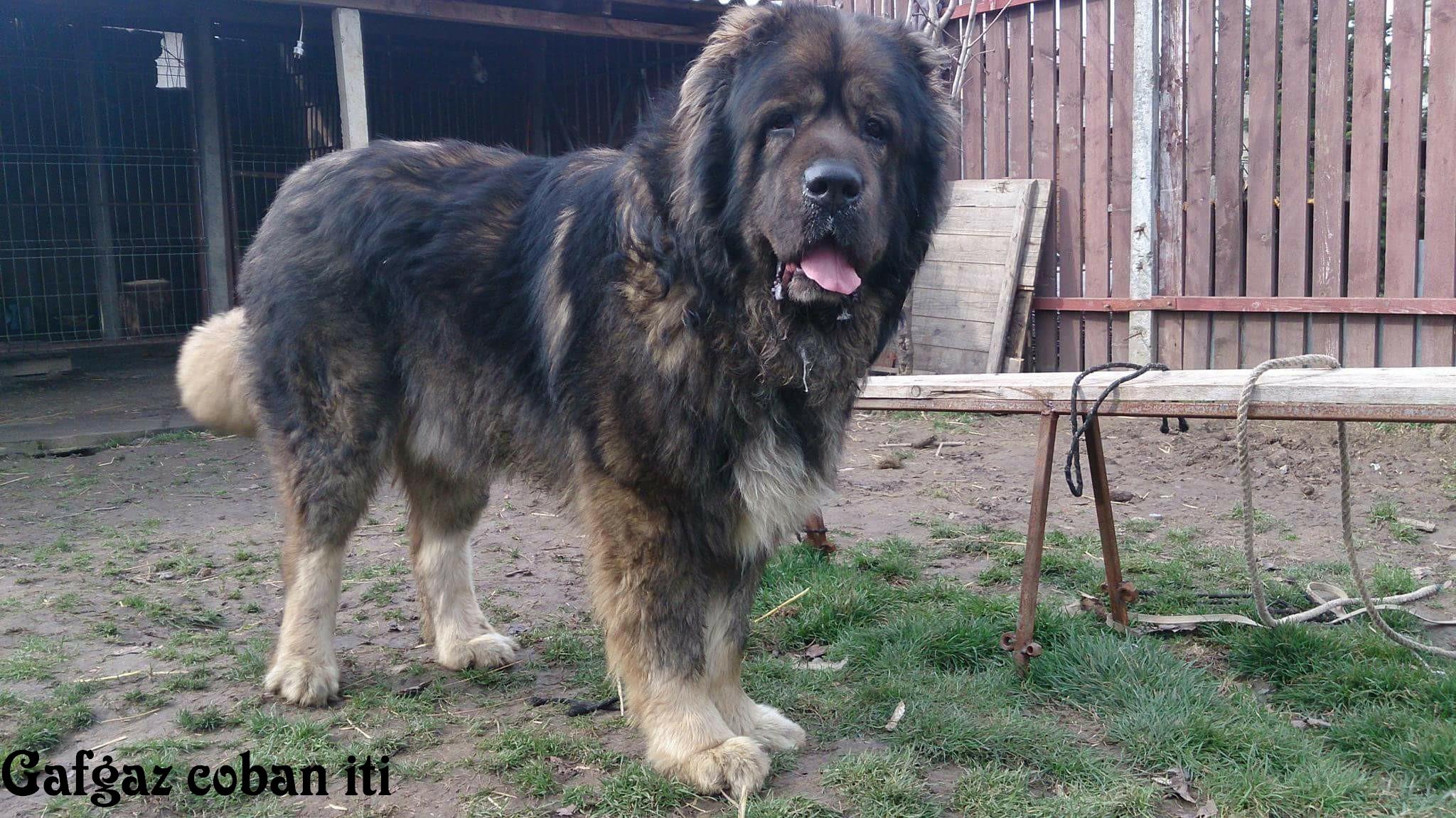 Qafqaz çoban iti
Azərbaycan çoban iti
Azerbaijani Shepherd Dog