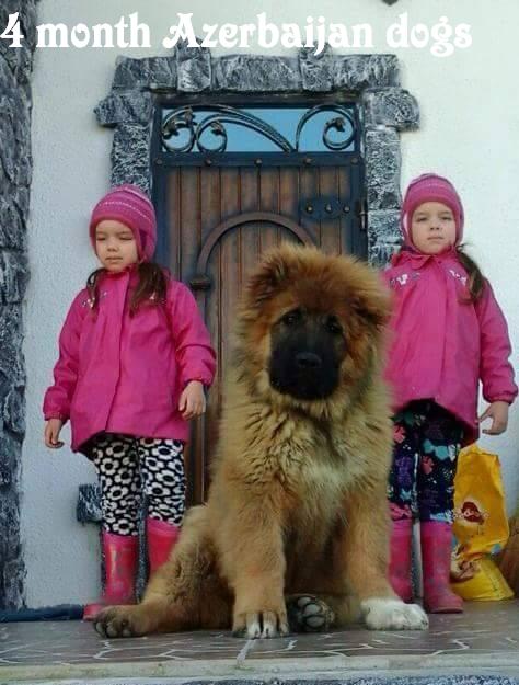 Qafqaz çoban iti
Azərbaycan çoban iti
Azerbaijani Shepherd Dog