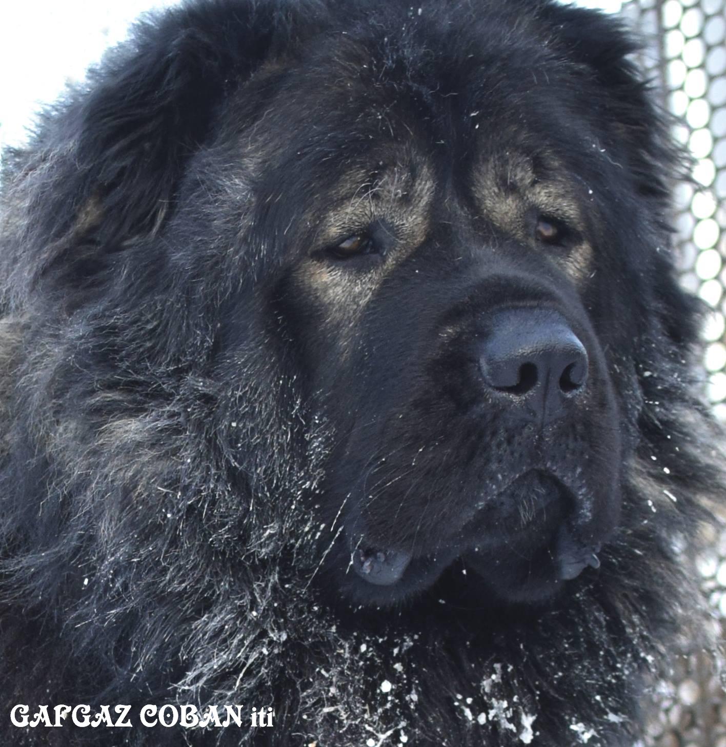 Qafqaz çoban iti
Azərbaycan çoban iti
Azerbaijani Shepherd Dog