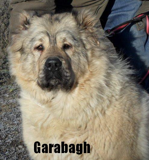 Qafqaz çoban iti
Azərbaycan çoban iti
Azerbaijani Shepherd Dog