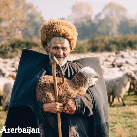 Qafqaz çoban iti