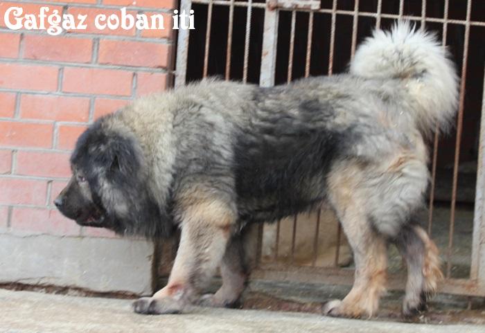 Qafqaz çobani 
Azərbaycan çoban iti
Azerbaijani Shepherd Dog