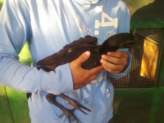 Qaib hmong/ hmong chicken 4month