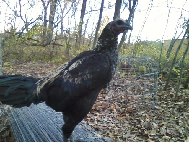 Qaib Hmong/ Hmong Stag 6Months