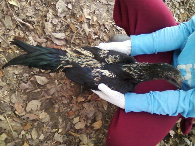 Qaib Hmong/ Hmong Stag 6Months