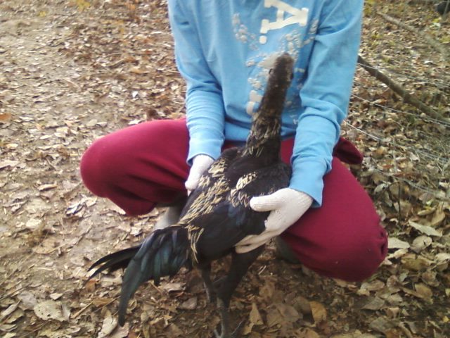 Qaib Hmong/ Hmong Stag 6Months