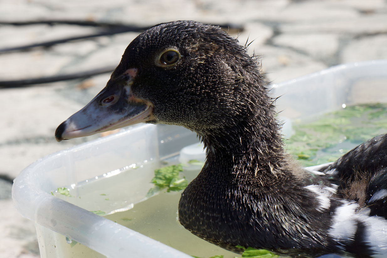 QT... 6-weekish Muscovy