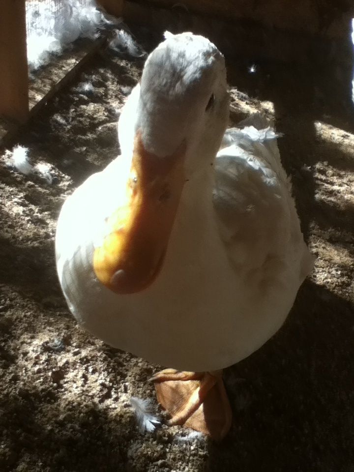 Quack quack Duckie!