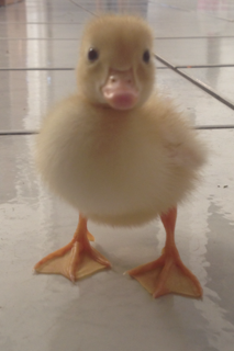 Quack when he was ~1 week