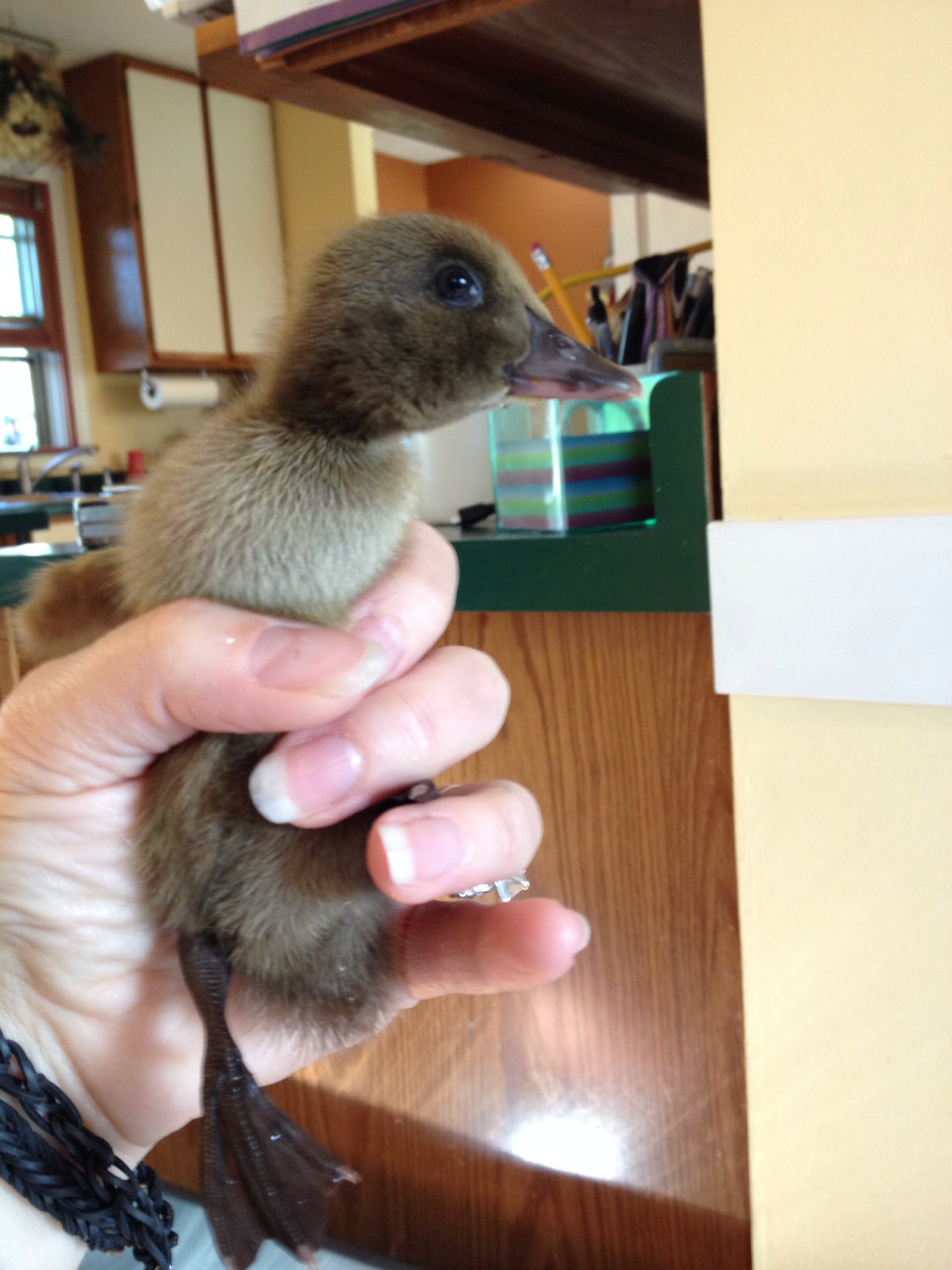 Quackerjack