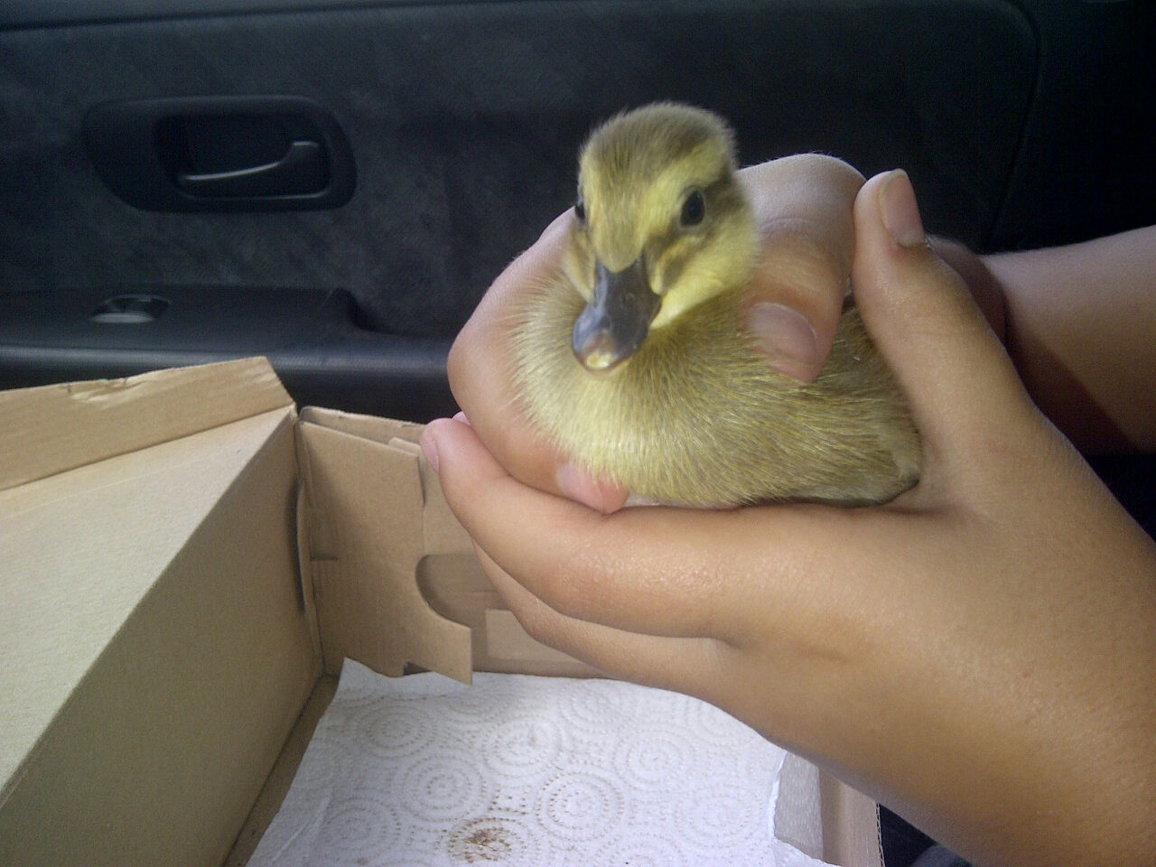 Quackers