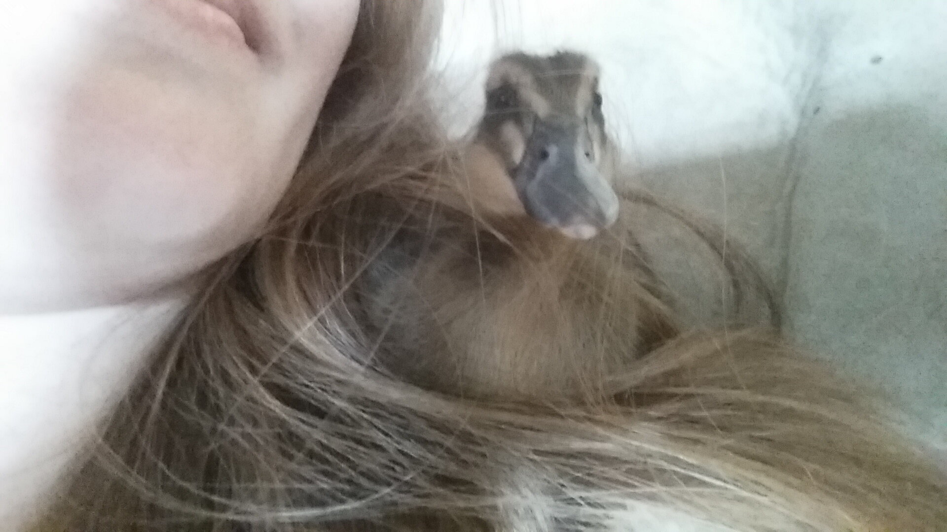 Quackers