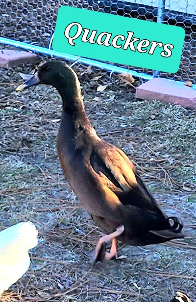 Quackers